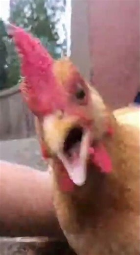 Chicken Explodes From Microwave!