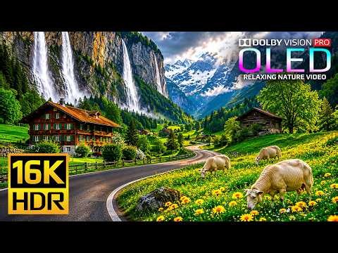 You Won't Believe This 16K HDR Nature Video | Dolby Vision OLED Test (4K Video • 8K Ultra HD TV)