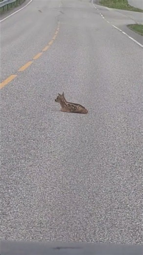 Scared Newborn Roe Deer Fawn Crosses Road