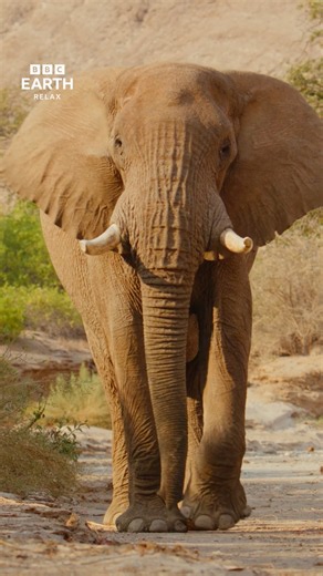 African Elephant's Gentle Movements 🐘 #Shorts #4K #BBCEarth #Wildlife #Relax