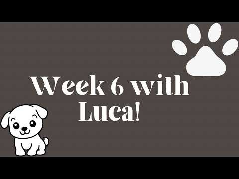 Luca the Cavapoo Puppy Week 6 – First Walk, Teething & Calm Week at Home