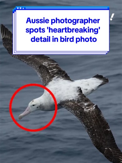 Aussie photographer spots 'heartbreaking' detail in bird photo 💔 #yahooaustralia #wildlife #photography