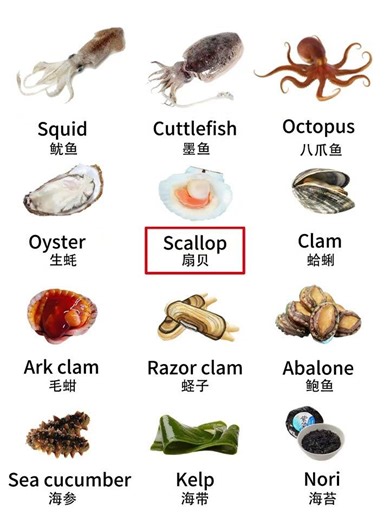 English for Beginners | Seafood Edition 🐟 Learn Easy Vocabulary & Pronunciation