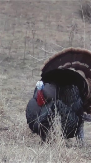 Full Strut, One Chance | Intense Spring Gobbler Hunt 🏹#gobbler #turkeyhunt #springhunt #bowhunter