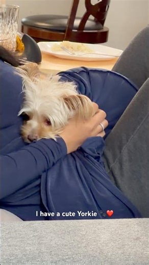 I have a cute Yorkie #youtubeshorts #puppy #dog #yorkie #yorkshire #cutedog #ytshorts #yt #trending