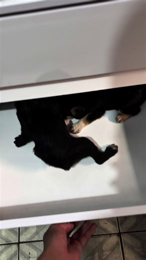 Fifine H13 Review: Best Microphone for PCs