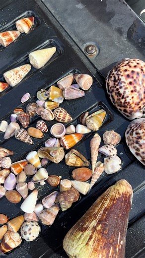 Kuhio Day Shelling Finds in Oahu, Hawaii