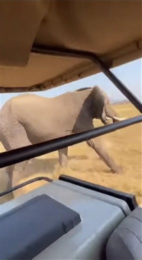 Mother Elephant ATTACKS Lion - SAVES Baby 💯 #shorts #wildlife #elephant