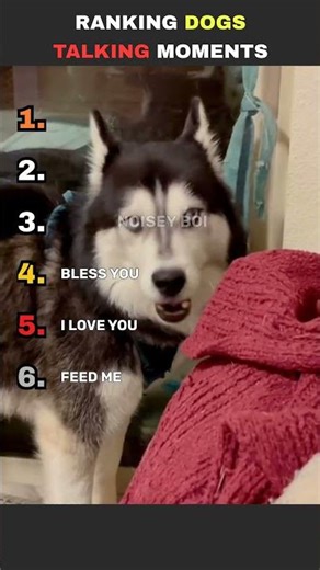 Ranking Dogs That Actually Talk Back 😂🐶