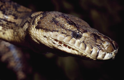 2026 Florida Python Challenge opens registration for hunters
