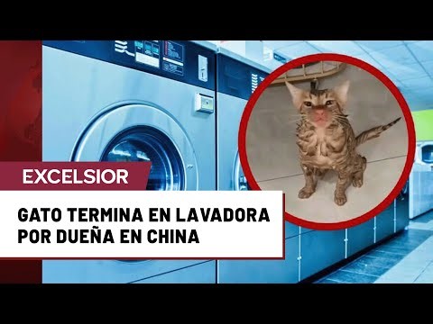 Gato se metió a una lavadora en China sin que su dueña se diera cuenta