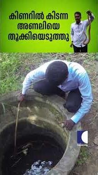 കിണറിൽ കിടന്ന അണലിയെ തൂക്കിയെടുത്തു #vipersnake #vavasuresh #rescue