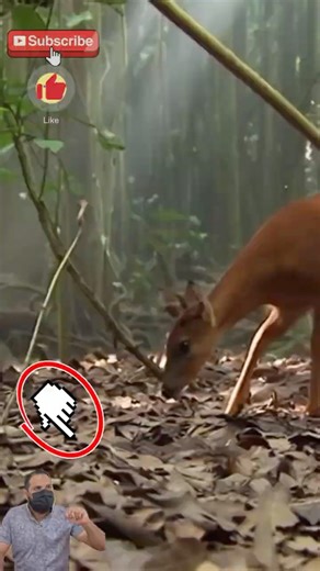 Watch how this Anaconda ended the scene in seconds!#snake #Wildlife #shorts