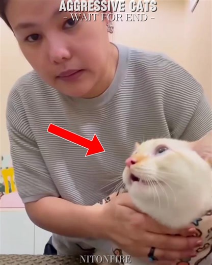 Aggressive 😱Cats Vs Loyal Cat ❤️|#shorts #catlovers #petlovers #cute #emotional #cats #catlovers