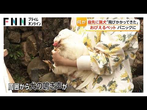 ひなたぼっこ中に庭先で猟犬と遭遇 ペットおびえ飼い主もパニックに 地元猟友会「申し訳なかった」（2026年03月30日）