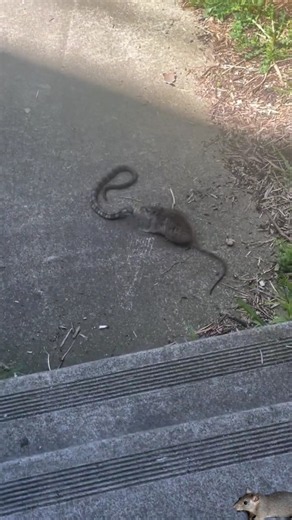 rat attack snake