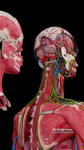 The Most Critical Network in the Human Body 🧠