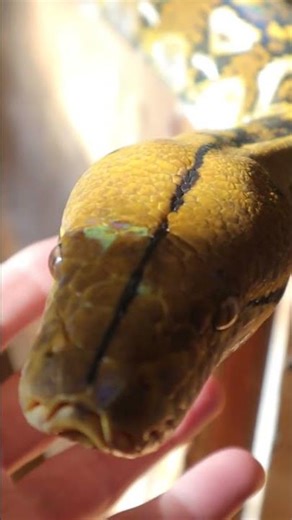 Sulawesi Reticulated Python Shine #snake #reticulatedpython #reptiles