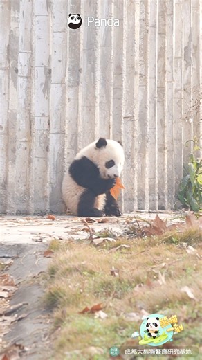 Found it! Your daily dose of "panda therapy". #panda #HiPanda #ChengduPandaBase #PandaFun #PandaMoment For more panda information, please check out: https://en.ipanda.com | iPanda