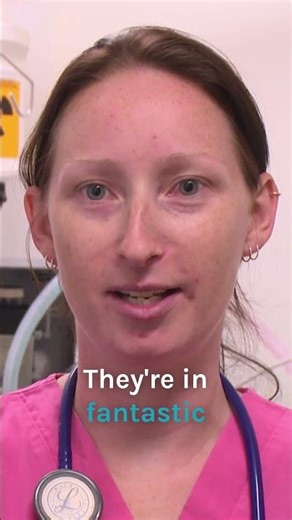 Vet Falls In Love With The Cutest Rescue Ducklings #shorts #bondivet #ducks