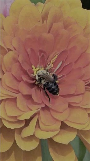 Bees' Waggle Dance: Nature's Tiny Treasure Map