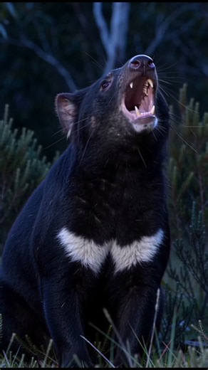 Tasmanian Devil: The Fierce Little Animal of Australia! 😈🔥