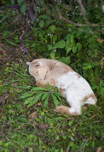 Paisley's Baby Goats: Meet Frolic and Dandy! 💗
