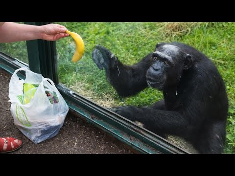 Try Not To Laugh 😂 When Animals Suddenly Have 200 IQ!