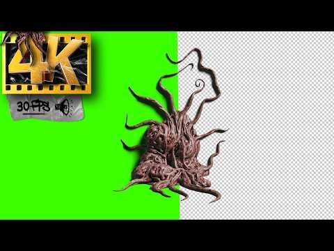 Infected Biological Wall - Green Screen | Parasitic Root Organism - Footage 4K
