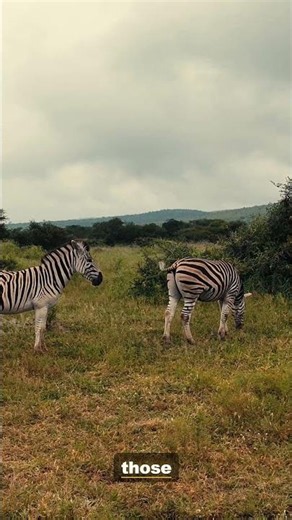 Rare Zebra Caught on Camera — You Need to See This | 4K