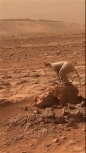 👽🐾 Animal Standing on Mars — A Mysterious Discovery A strange animal-like figure stands on the red surface of Mars, surrounded by dusty landscapes and endless horizons. The mysterious presence sparks curiosity and imagination, making us wonder what unknown secrets the universe might hold. 🔴 Surreal Martian landscape 👀 Unknown creature spotted 🚀 A mysterious moment beyond Earth Would you believe this discovery if you saw it? ⚠️ Disclaimer: This is a creative/fictional concept created for ent