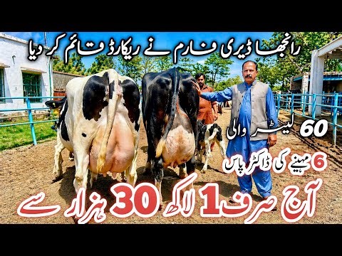 ✈️🏆Ranjha Dairy Farm 🏆✈️| High Milk Producing HF Cows🐂 in Pakistan 🇵🇰🐄#farming 