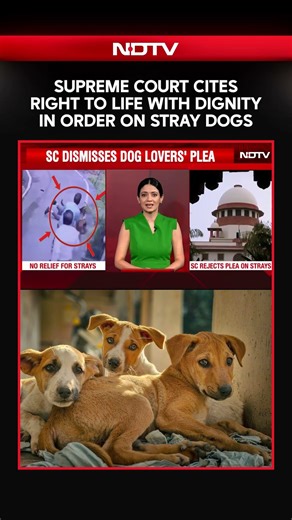 Supreme Court Cites Right To Life With Dignity In Order On Stray Dogs