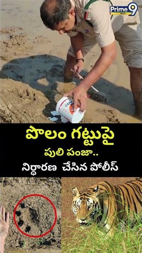 Tiger Footprints Viral Video : పెద్దపులి సంచారం కలకలం! నిర్ధారణ చేసిన పోలీస్ | Karimnagar | Prime9