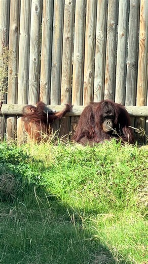 Tonic with his mum, ##chimpanzee##winghamwildlifepark##chimp##janesstory##babychimp