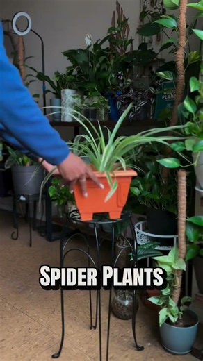 Houseplant Feeding Made Easy 🪴 | YARDi Indoor Core