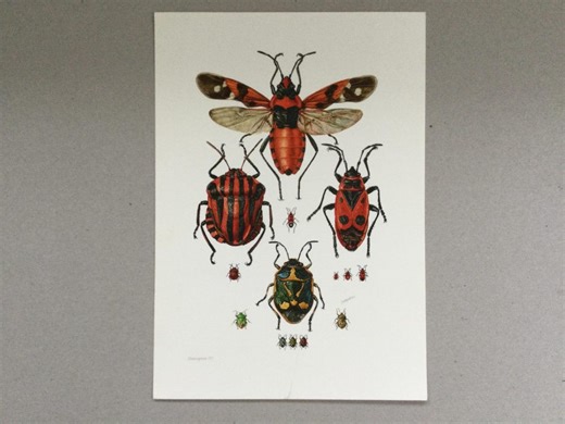 Heteroptera, Squire Bugs, Insect Prints, Vintage Insect Prints, Old Insect Illustrations From the 1960s - Etsy UK