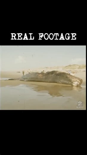 ShotFortg345 on Instagram: "One of my favorite historic stories - The Exploding whale of Florence Oregon🐋 #whale #History"