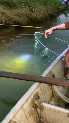 fishing big fish in river #fishing #fish #00216