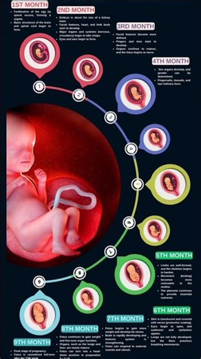 fetal development month by months #shortvideo #fetal