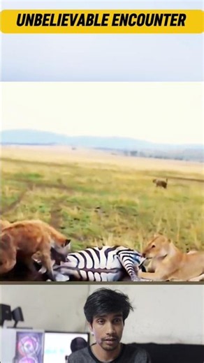 Lion and Hyenas Share Their Zebra Prey