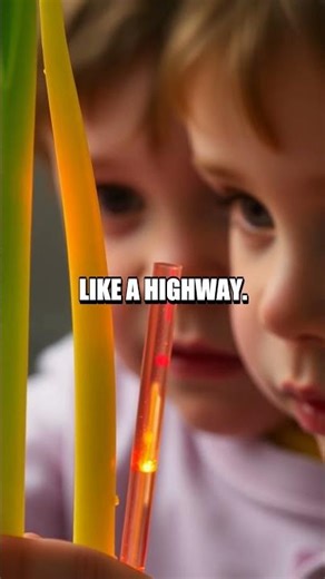 Capillary Carriage: The Water Highway in Plants