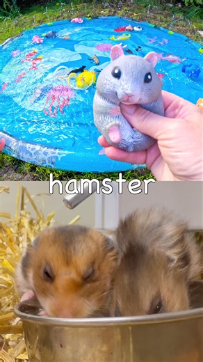 Kids Learn at the Splash Pad | Animal Names: Hedgehog Badger Rabbit Fox Hamster