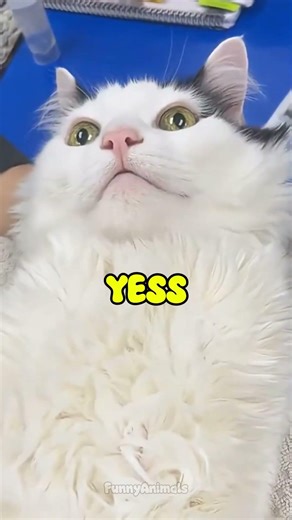 ⚪ FUNNY WHITE CATS 🐈 | #cat
