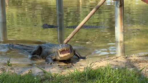 They had to take her balls as she desperately defended them