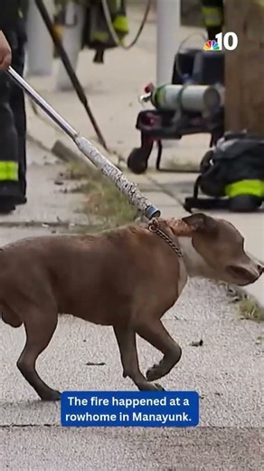Fire leaves 2 dogs homeless after owner dies