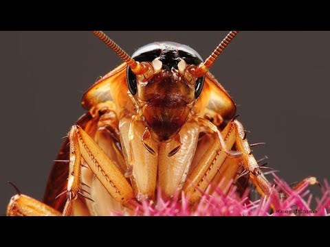 r/Bestof I'm Attracted to Cockroaches
