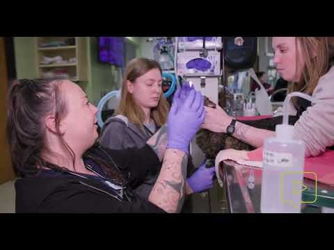 Jugular Blood Draw on a Feline