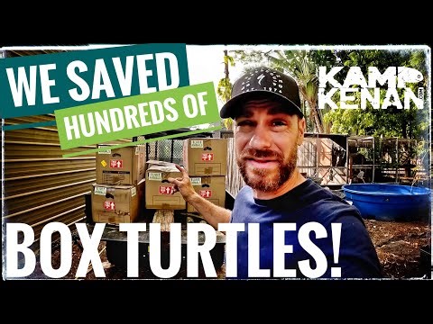 Over 200 Hundred Turtles RESCUED!