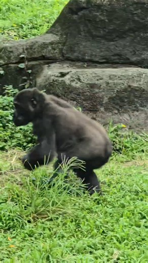 Gorilla Gorilla Gorilla 西部低地大猩猩 Taipei Zoo